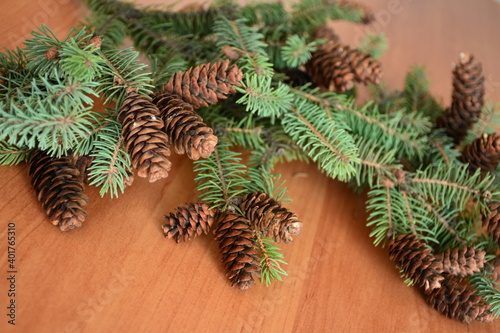 A spruce twig with a lot of cones.