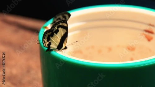 Close up of Elbowed Pierrot Butterflies or Caleta Elna licking coffee from a coffee cup during camping in the wilderness photo