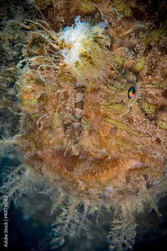 Shaggy Frog fish on coral reef  Antennarius hispidus 