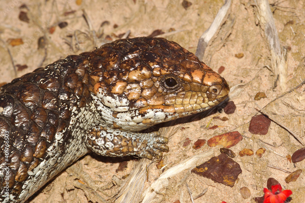 Head of Tiliqua rugosa, the western shingleback or bobtail lizard in Western Australia Head of Tiliqua rugosa, the western shingleback or bobtail lizard in Western Australia