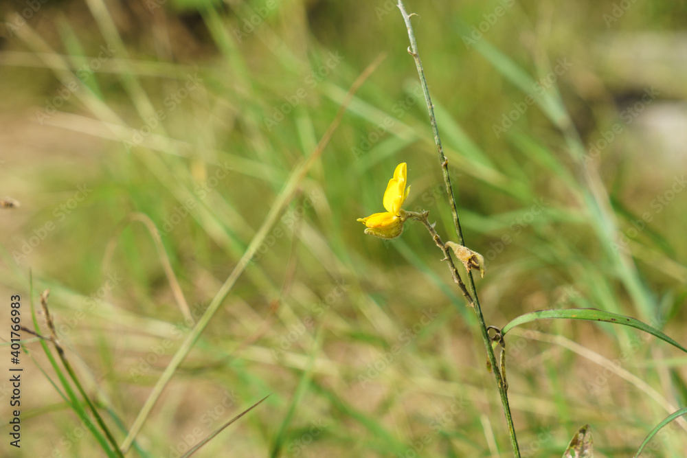 The flowers of the sunn hemp tree (Crotalaria juncea) The flowers of the sunn hemp tree (Crotalaria juncea)