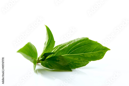 Sweet basil leaf plant