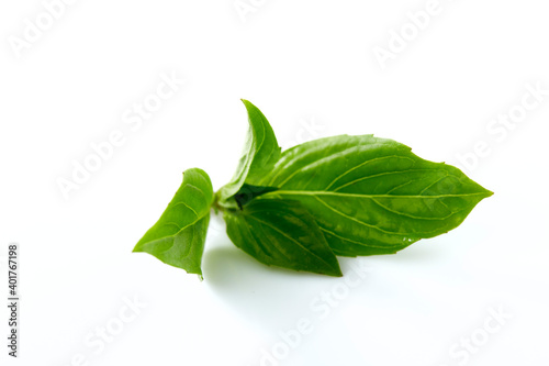 Sweet basil leaf plant