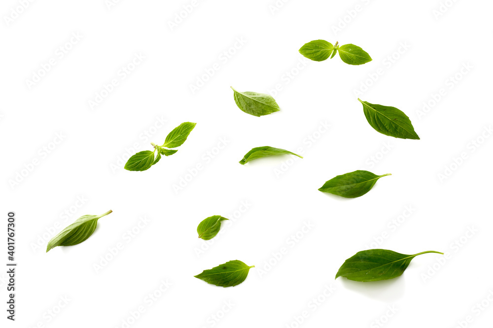 Sweet basil leaf plant Sweet basil leaf plant