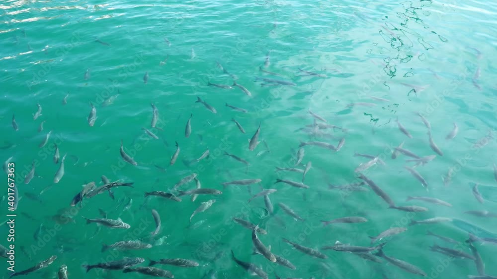 A group of fish looking for food in the green water of a harbor in Málaga A group of fish looking for food in the green water of a harbor in Málaga