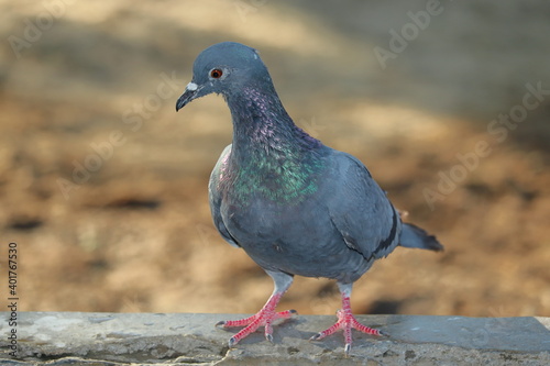 Fotografie A pigeon bird stands on the wall