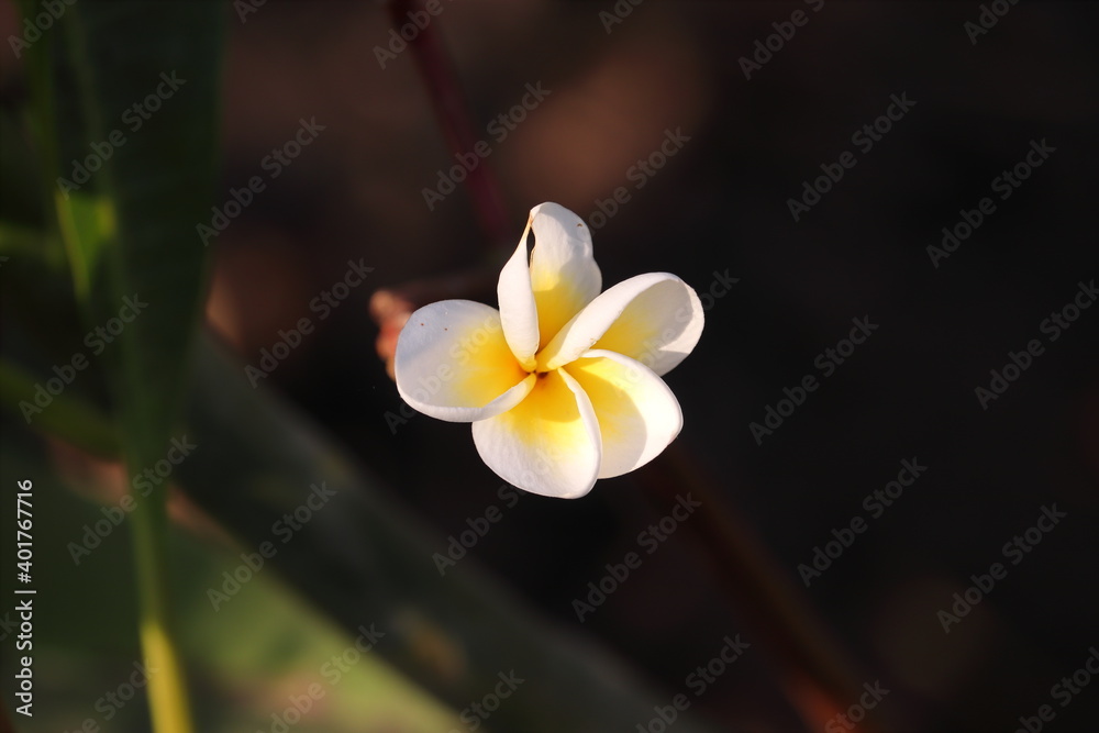 Fototapeta premium Green Natural Champa Plumeria Evergreen Plant flowers plant