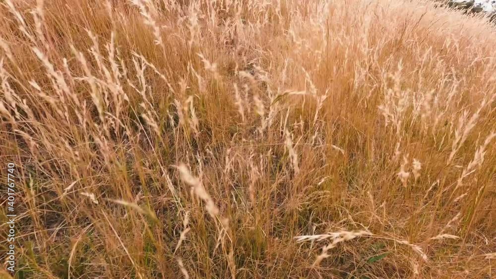 field of wheat grass with camera panning through the plants, with shiny golden light on it field of wheat grass with camera panning through the plants, with shiny golden light on it