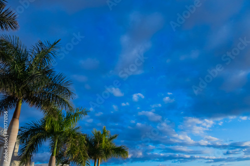 blue bright sky with palm leaves 