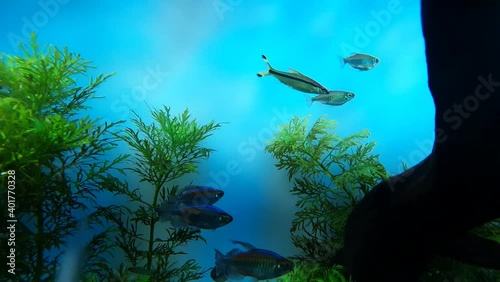 Fish resting around aquatic plants and branches