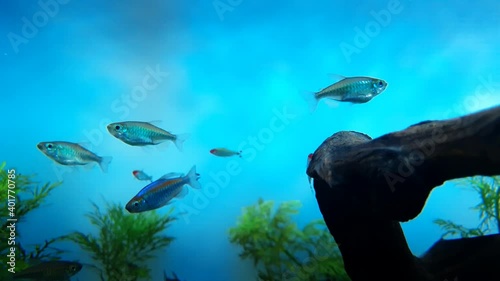 Small fish in blue water seen behind branches