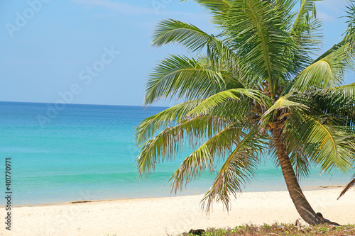 Nature scene Coconut tree on sand beach with seascape at shore of karon beach phuket Thailand.