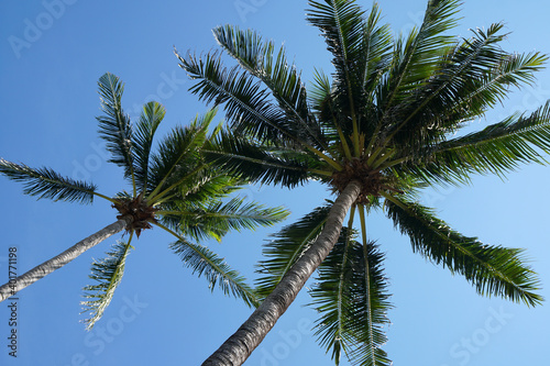 Nature scene uprisen angle of coconut tree with blue sky background at phuket Thailand - summer season 