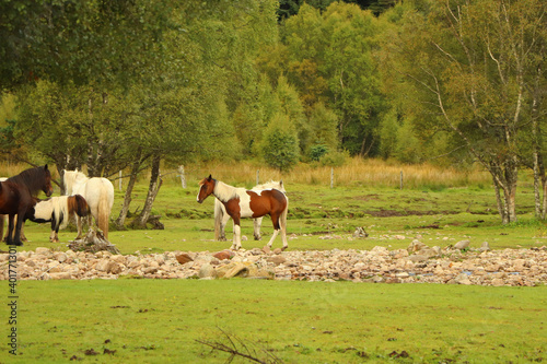 Grazing in the fields in the glen photo