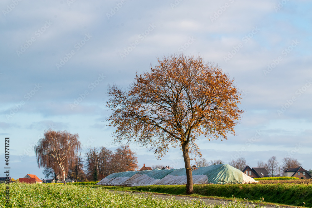 Obraz premium Abgedeckte Zuckerrübenmiete neben einem kahlen Baum im späten Herbst.
