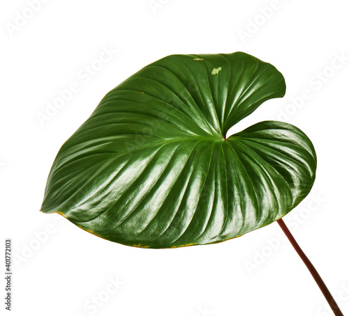 Homalomena foliage  Green leaf with red petioles isolated on white background  with clipping path 