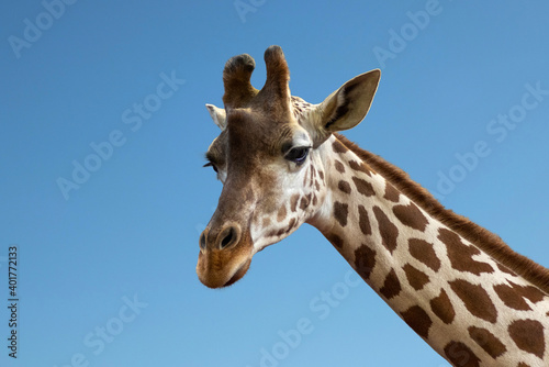 The head of a giraffe against the sky