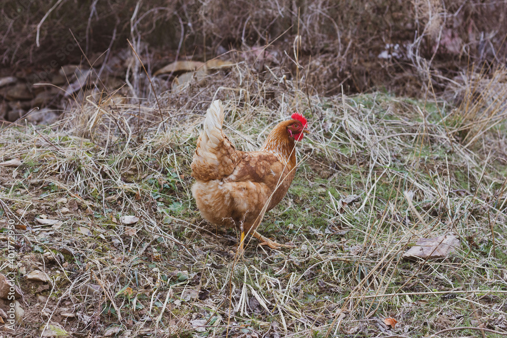 Fototapeta premium range chicken on the farm