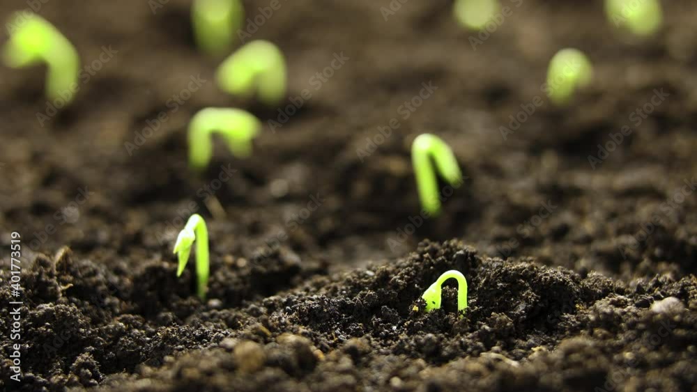 Growing plants in spring time lapse, sprouts germination newborn seeds in greenhouse, Agriculture and Food timelapse