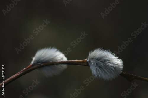 Catkins in a branch with pollen in the spring