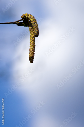 Birch catkins against blue sky with white clouds in spring