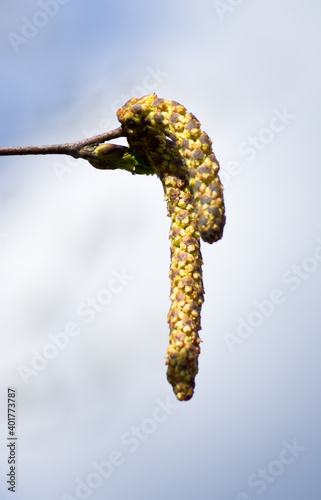 Birch catkins against blue sky with white clouds in spring