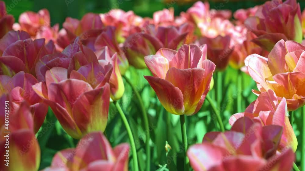 Close-up of beautiful blooming tulips in spring; depth of field Close-up of beautiful blooming tulips in spring; depth of field