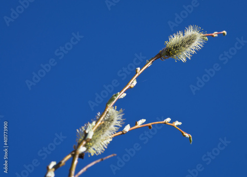 Catkins in a branch with pollen against blue sky in the spring