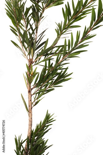 Green leaves and branch of bottle brush tree isolated on white background  with clipping path