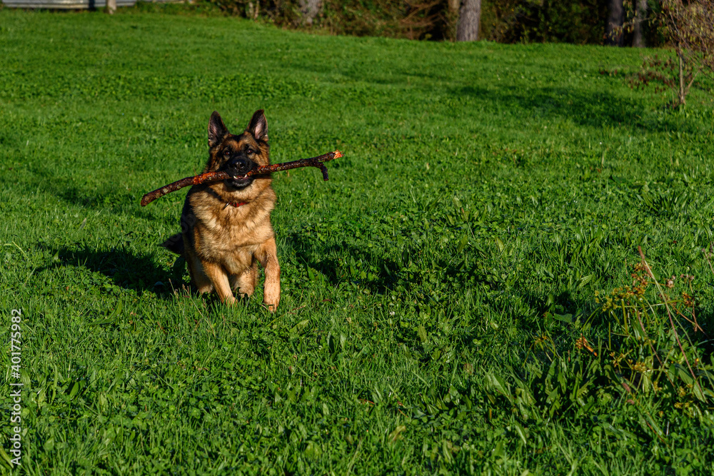 German shepherd dog running head-on towards the camera with a stick in its mouth in the middle of a grassy field with its ears pricked and looking straight at it.,