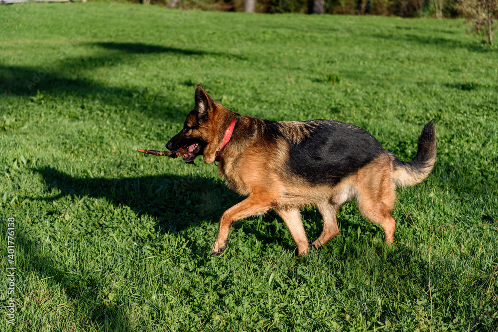German Shepherd Dog walking sideways, in profile, to the left of the photo, in a grassy field, with a stick in its mouth, and raised hand