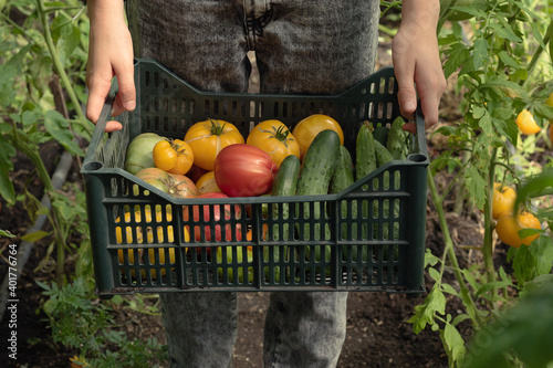 Young farmer picks fresh tomatoes at the plantation. The basket contains red and yellow tomatoes, green cucumbers photo