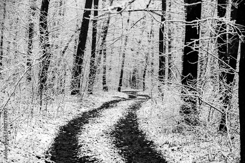 Fototapeta Naklejka Na Ścianę i Meble -  Beautiful winter landscape in the european forest. Snow on the trees.
Enigmatic and amazing winter nature in black and white. Frosted trees branches.
