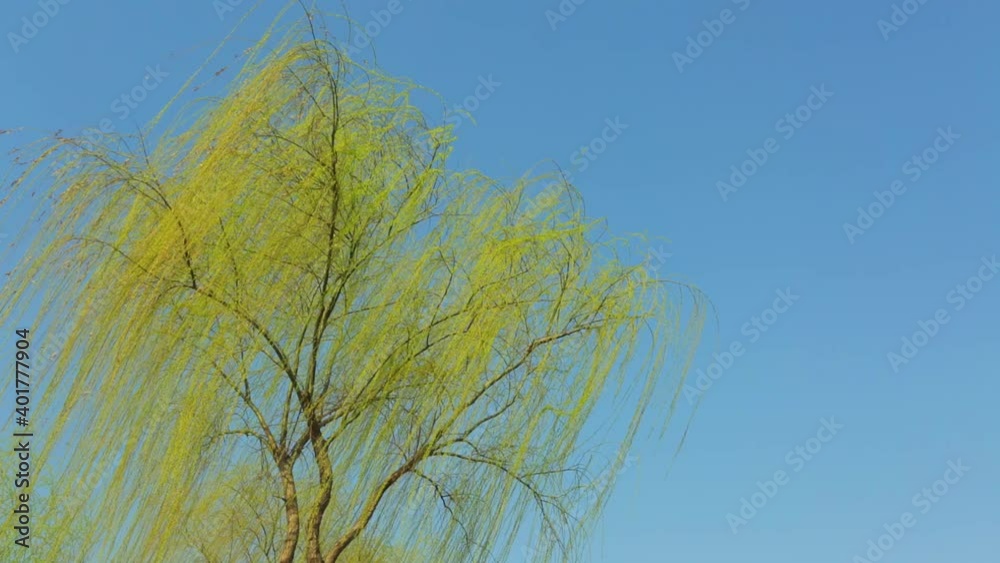Blossoming weeping willow in spring, twigs swaying in wind, blue sky background Blossoming weeping willow in spring, twigs swaying in wind, blue sky background
