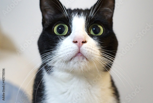 Фотография A headshot of a funny bicolor cat, a black-and-white kitty with surprised look