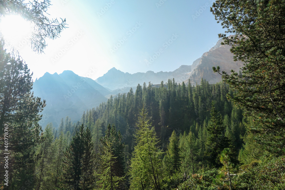 A panoramic view on a valley in Italian Dolomites. The lower parts of the valley are completely overgrown with dense forest. In the back there are high and sharp mountain chains. Bright and sunny day