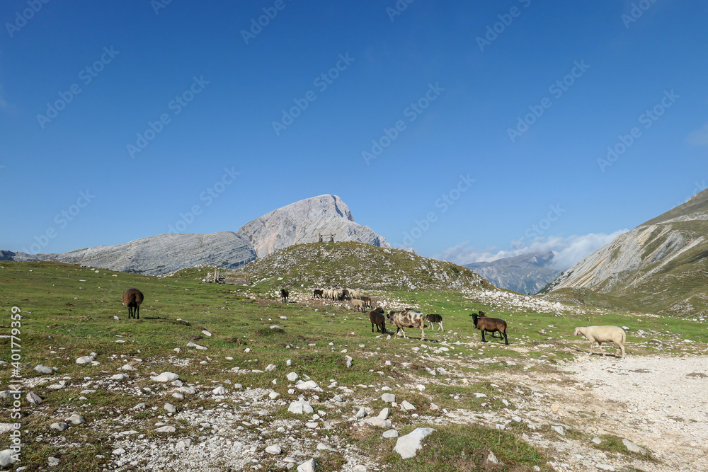 A heard of sheep grazing on the lush green pasture in Italian Dolomites on a sunny day. In the back there are high and sharp mountain peaks. Natural habitat of animals. Serenity and calmness.