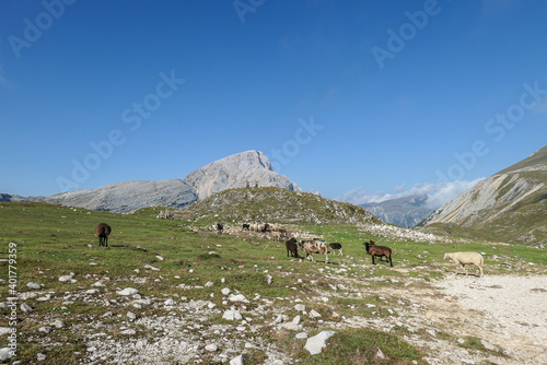 A heard of sheep grazing on the lush green pasture in Italian Dolomites on a sunny day. In the back there are high and sharp mountain peaks. Natural habitat of animals. Serenity and calmness. photo