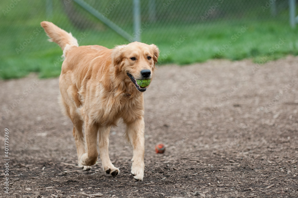 golden retriever playing with tennis ball