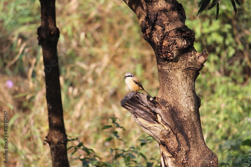 Bird named Bay backed Shrike waiting for its pray near Pawna lake, Tungi, Lonavla photo