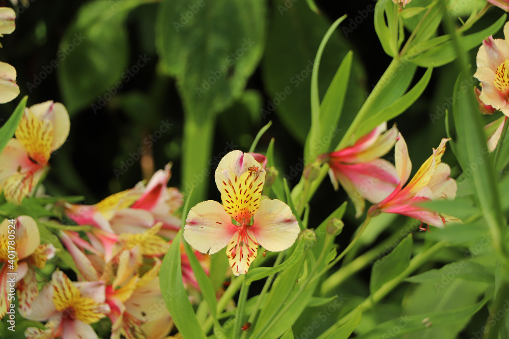 Red bug crawling over beautiful white and pink petals in Trelissick gardens in Cornwall