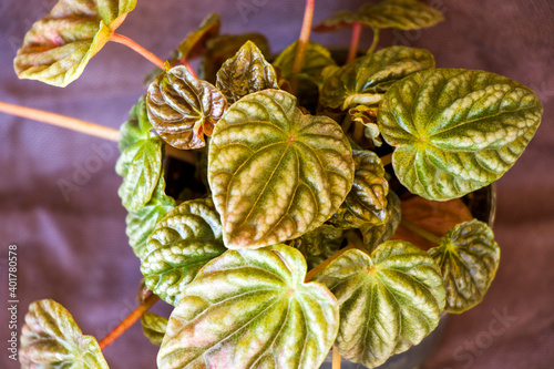 Peperomia house plant close-up, green plant in room photo