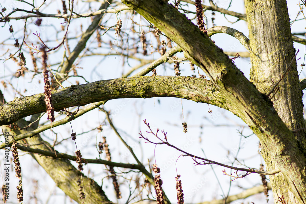 Closeup of branches of a tree in the winter without leaves