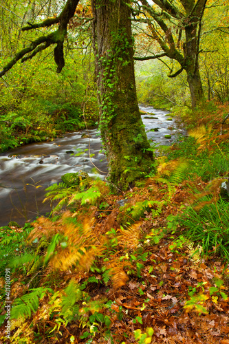 Fototapeta Naklejka Na Ścianę i Meble -  Bosque Atlántico, Reserva Integral de Muniellos, Asturias.  Forest. Muniellos Natural Reserve. Asturias. Spain