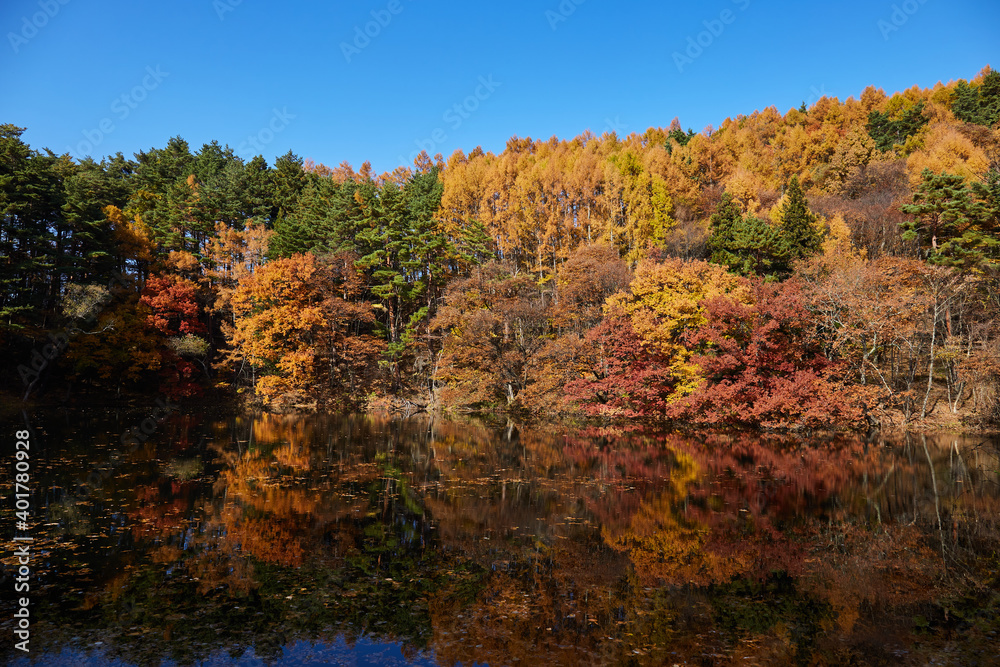 Fototapeta premium 大沢の堤 紅葉した木々が湖面に映り込む 長野県塩尻市