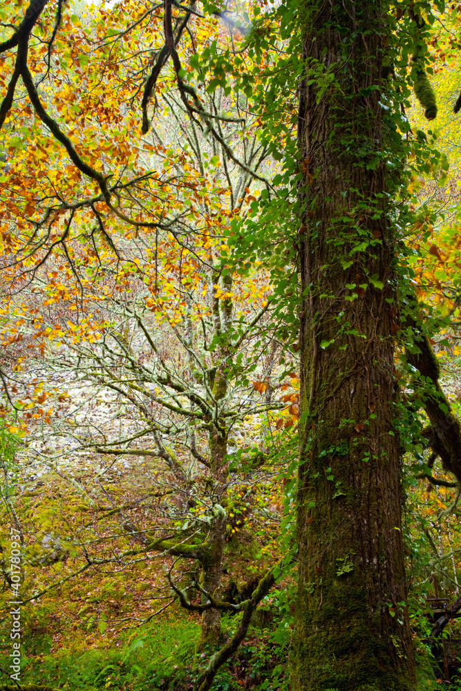 Bosque Atlántico, Reserva Integral de Muniellos, Asturias.  Forest. Muniellos Natural Reserve. Asturias. Spain