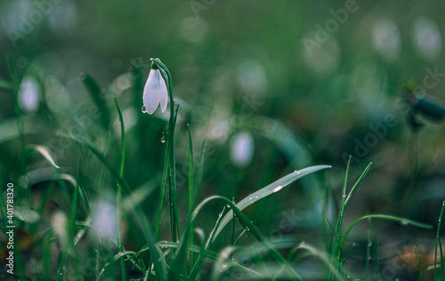 Snowdrop