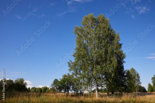 Beautiful natural summer landscape of Central Russia-field and birch trees on a Sunny summer day under a blue sky
