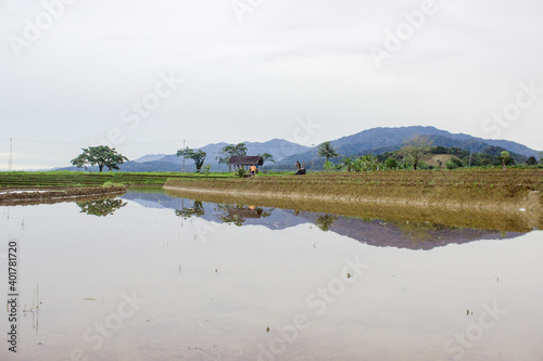 Reflection of rice fields with a clear white sky when it rains during the day in North Bengkulu, Indonesia