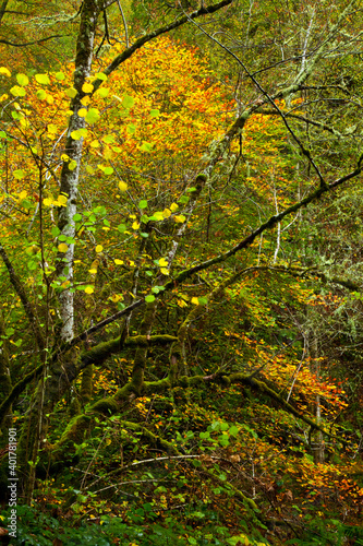 Bosque Atlántico, Reserva Integral de Muniellos, Asturias. Forest. Muniellos Natural Reserve. Asturias. Spain